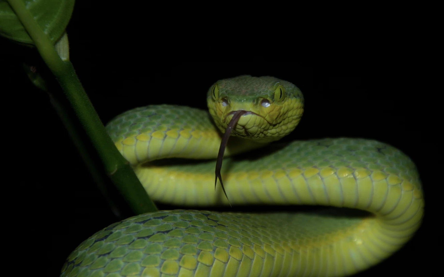 Yılan Isırığı Krizi: Yapay Zeka, Yüz Yıllık Antivenom Yöntemini Dönüştürebilir Mi?